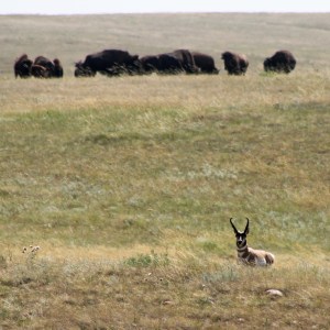 A pronghorn antelope stands a ridge in front of a herd of bison. Photo by Anthony Rampello, MSU Exponent