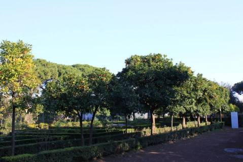 Oranges. Eat your heart out, England!