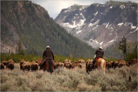 In the spring, state workers and livestock agents haze bison that wander out of Yellowstone National Park back into the park’s boundaries. Photo courtesy Nicole Bengiveno, New York Times.